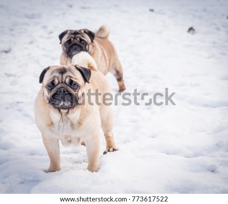 

pictured going for a walk in the snow pugs
