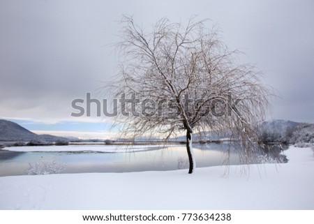Winter landscape background with snowy tree, lake and snow, Cerknica lake, Slovenia