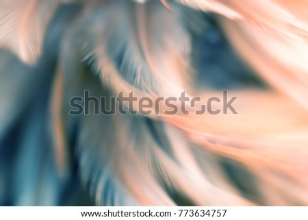 Bird,chickens feather texture for background,Abstract,postcard,blur style,soft color of art design.
