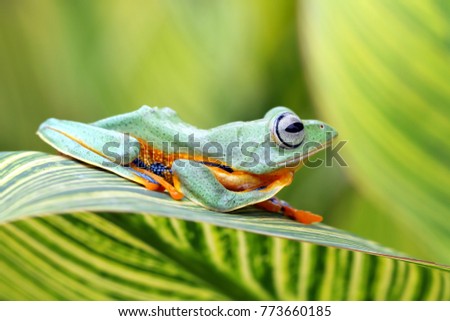 Tree frog, flying frog, wallace's