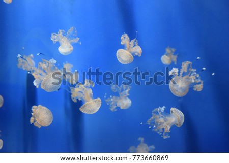 Wonderful  jellyfish in the aquarium