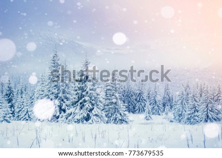 Mysterious landscape majestic mountains in winter. Magical snow covered tree. Photo greeting card. Bokeh light effect, soft filter. Carpathian Ukraine. Happy New Year.