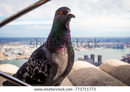 Portrait of New York local pigeon on the top of Empire state building on Manhattan New York USA