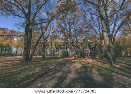 autumn gold colored trees in the park. sunny fall day with sun rays and shadows - vintage look