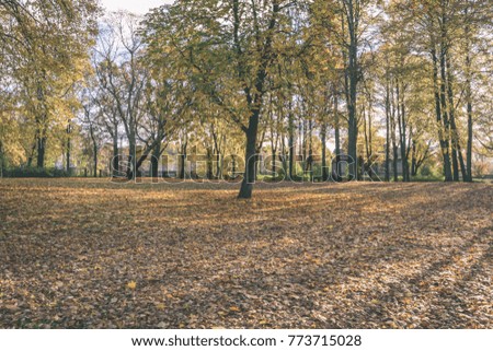 autumn gold colored trees in the park. sunny fall day with sun rays and shadows - vintage look