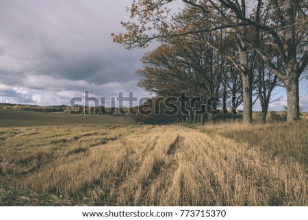 countryside fields in autumn with lonely gold colored trees and cloudy sky - vintage film effect