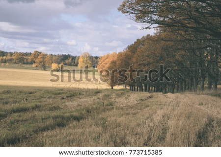 countryside fields in autumn with lonely gold colored trees and cloudy sky - vintage film effect