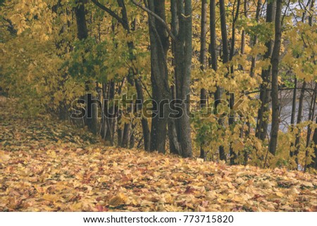 autumn gold colored tree leaves in the park. sunny fall day with sun rays and shadows - vintage matte look