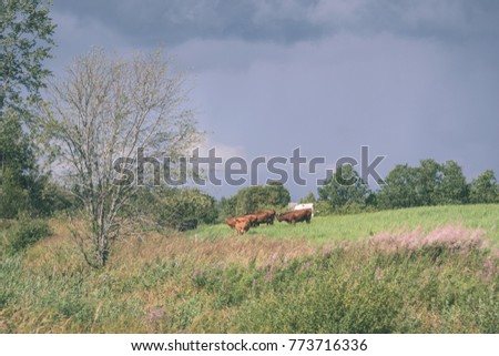 farm cows resting in the meadow near farm in the countryside - vintage matte look