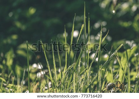 summer flowers on green background in sun lit meadow in front of plant textures- vintage effect