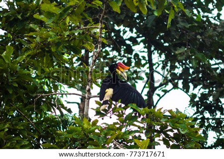 The rhino bird (hornbill) cleans feathers while sitting on a tree branch.  Borneo. Malaysia.