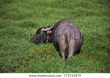 The water buffalo inside the green grass field.