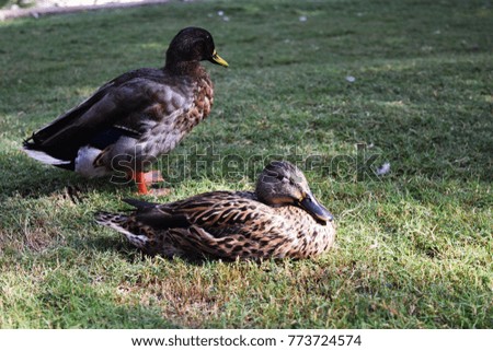 the ducks , male and female are relaxing on the green lawn in a park.