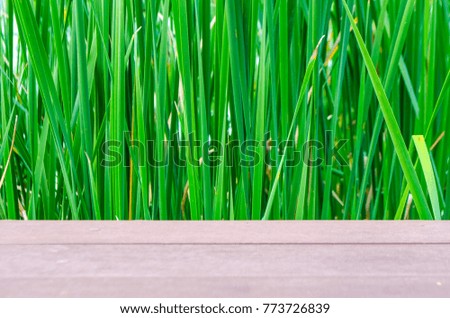 Natural background of green leafy plants. Studio Photo