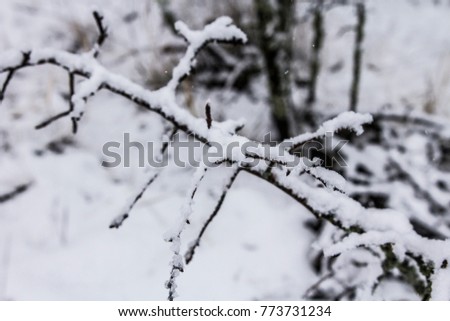 Winter in the forest. Branches and trees covered with fresh snow in the forest, Ukraine