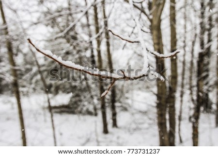 Winter in the forest. Branches and trees covered with fresh snow in the forest, Ukraine