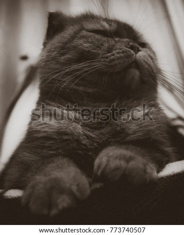 Portrait of beautiful fold cat. Cute pet. Rectangular photography.