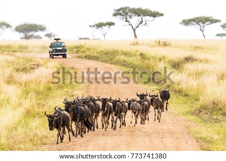 Wildebeest, migration, Africa, Kenya, travel, safari, tourism, road, crossing, vehicle, tour, drive, herd,  Royalty-Free Stock Photo #773741380