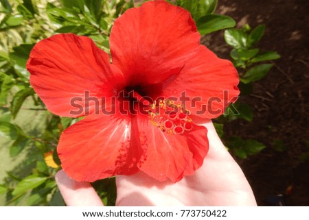 Red flower image