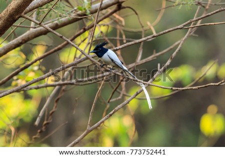 The Indian paradise flycatcher is a medium-sized passerine bird native to Asia that is widely distributed.