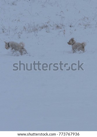 dogs play in snow in a heavy snowy day.
