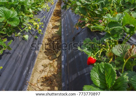 Close up of many strawberry plants with flowers and fruits growing in a strawberry field