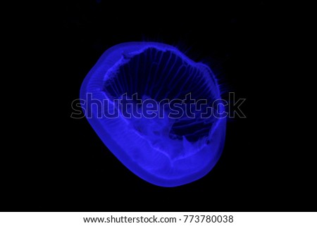 jellyfish Blue color background
