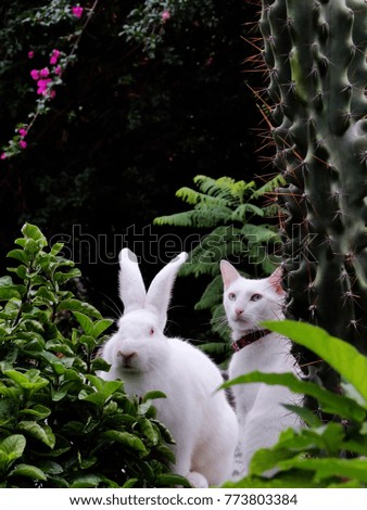 A rabbit and a cat sitting on a pool side. Both white.