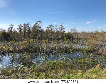 Loxahatchee Swamp Landscape