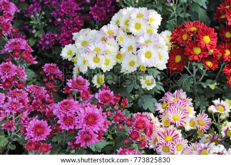 Beautiful colorful daisy family in flower shop for wallpaper and background