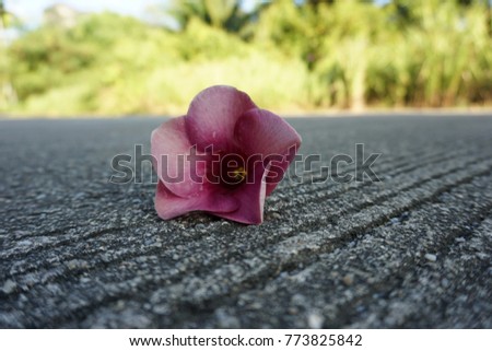 A purple frangipani flower falling on a road with dark and rough texture symbolizing the concept of contrast and goodbye.
