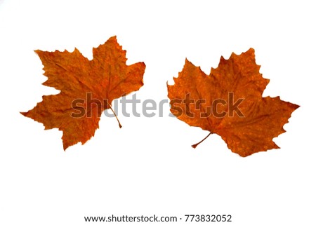 Top view of beautiful autumn red maple leaves isolated on white background. Copy Space. 