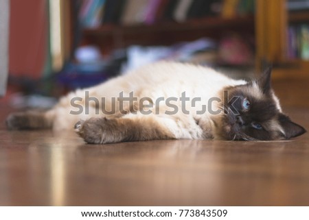 Ragdoll Cat Indoors