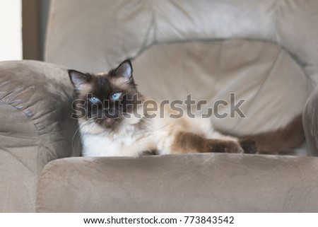 Ragdoll Cat Indoors