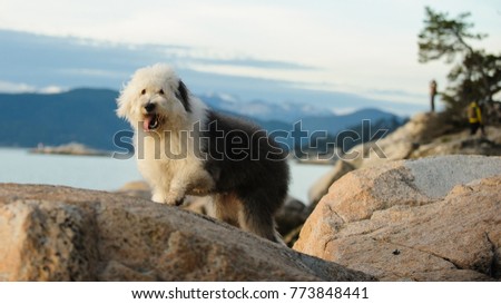 Old English Sheepdog outdoor portrait on rocks above water Royalty-Free Stock Photo #773848441