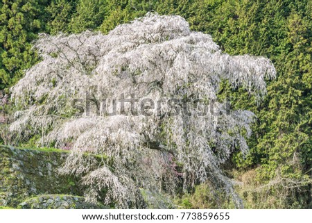 Matabei sakura , beloved giant draping cherry tree planted in Hongo area in Uda city, Nara Prefecture. 