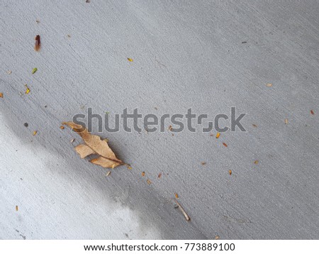 Dried leaves  on  plaster,Dry leaf on mortar or cement  background,Dry leaf change color to brown on Cement floor.Copy space for text, Background empty for product display. 