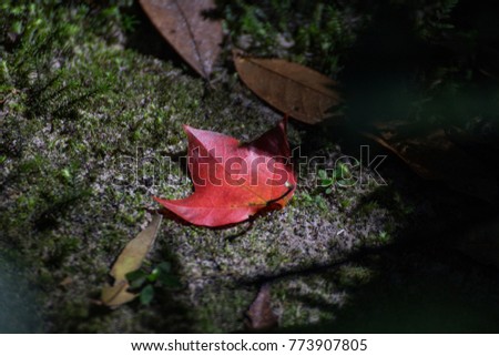 Maple leaves and moss on Phu Kradueng