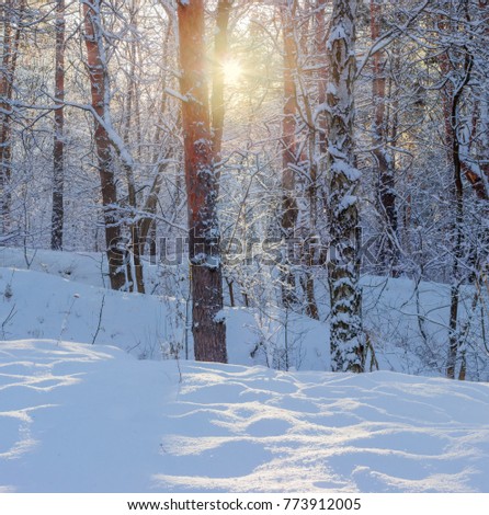 Fragment of the winter forest and sun beams across snow covered branches of trees
