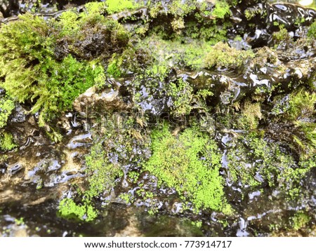 Moss and Water Dripping as Background