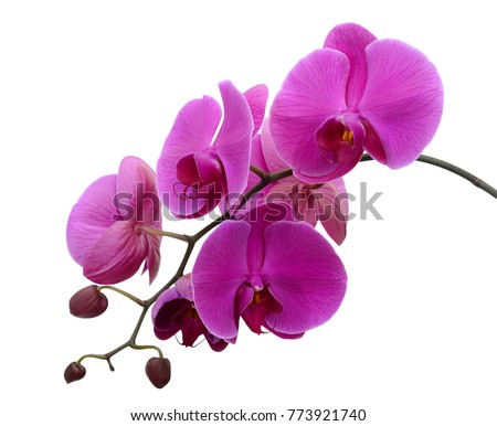 beautiful purple Phalaenopsis orchid flowers, isolated on white background Royalty-Free Stock Photo #773921740