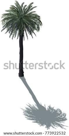 illustration with single palm tree isolated on white background