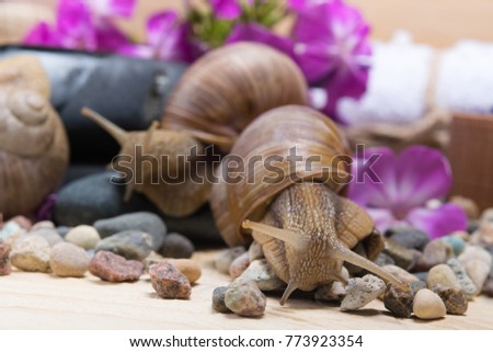 SPA background with snails surrounded by pink flowers and stones