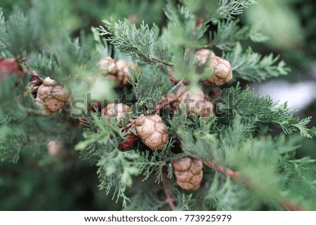 Pine for christmas