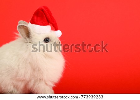 Christmas rabbit. Celebrate holiday with Christmas bunny.