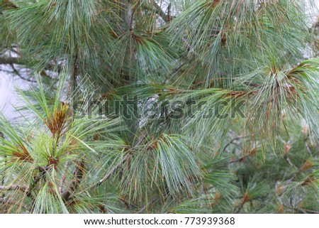 Pine tree leaves background for inspirational quote