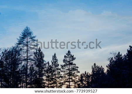 background silhouette of the forest at sunset against the blue sky background