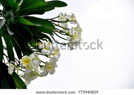 Sprays of delicate white and yellow frangipani blossom set against a white wall