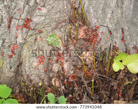 Pyrrhocoris apterus, bugs of soldiery on the tree