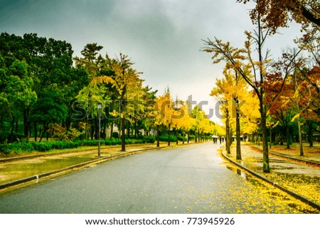 Beautiful romantic alley in a park with colorful trees, autumn and rainy landscape